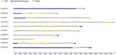 Identification and gene expression analysis of cytosine-5 DNA methyltransferase and demethylase genes in Amaranthus cruentus L. under heavy metal stress